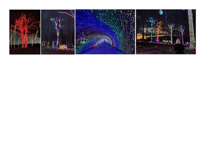 Winter Wonders